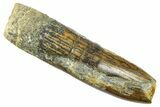 Fossil Sauropod Dinosaur (Titanosaur) Tooth - Morocco #369658-1